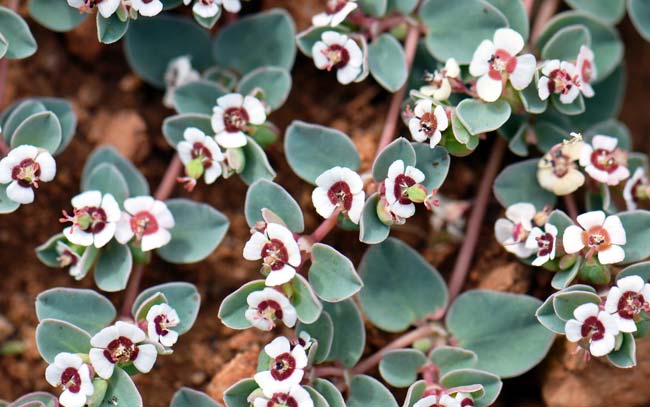 Chamaesyce albomarginata, Whitemargin Sandmat, Southwest Desert Flora